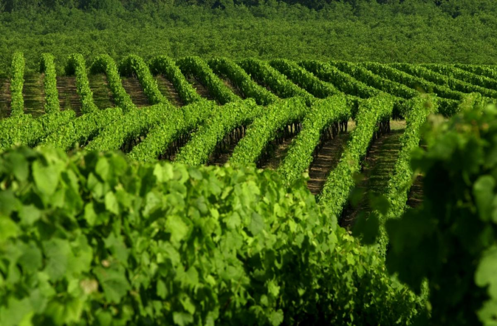 Vignes du château Les Bouysses - Vinovalie
