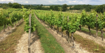 vignes enherbées