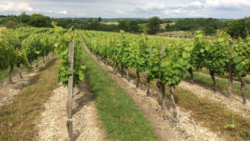 vignes enherbées