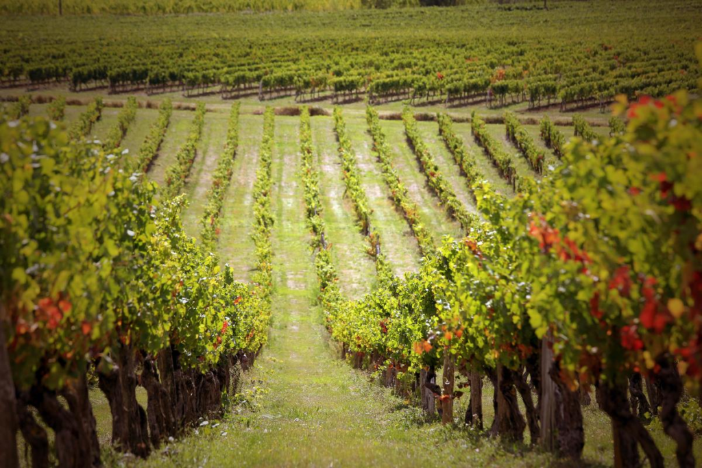 Vignoble de Gaillac et les caves Vinovalie de Técou et Rabastens