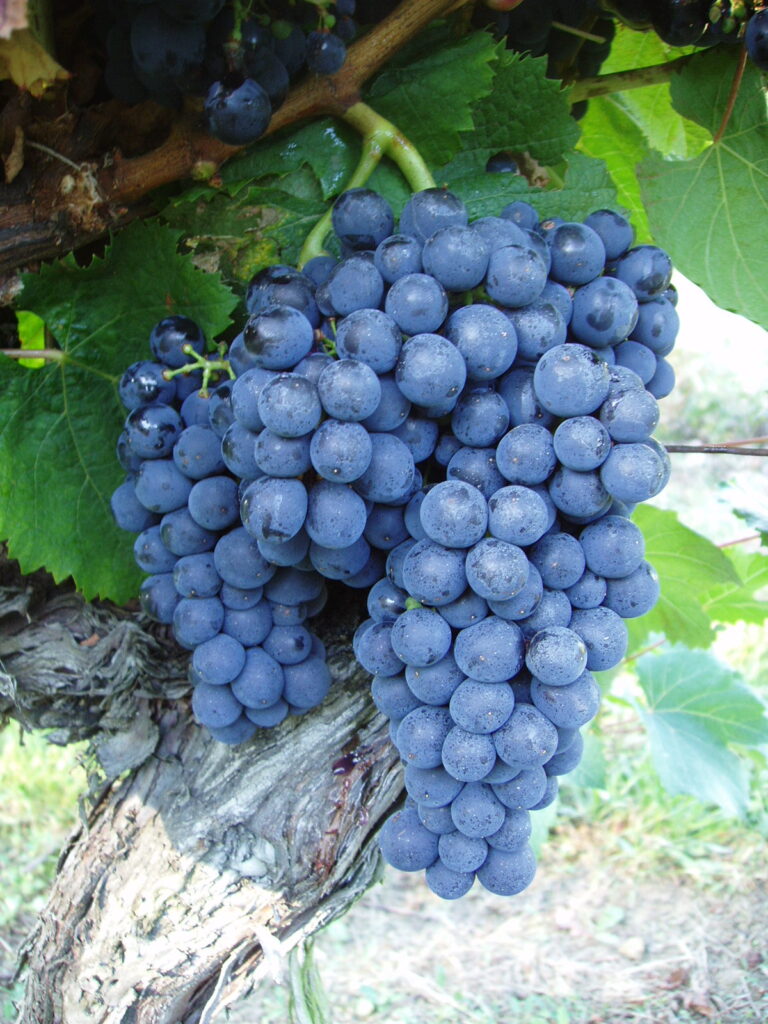 cépage Malbec ou Cot