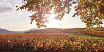 Couleurs d'automne au Château Les Bouysses à Cahors