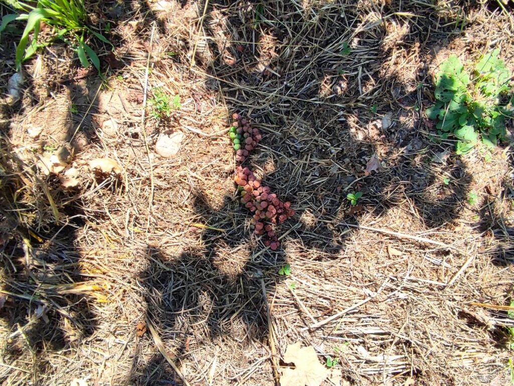 raisins au sol après les vendanges en vert