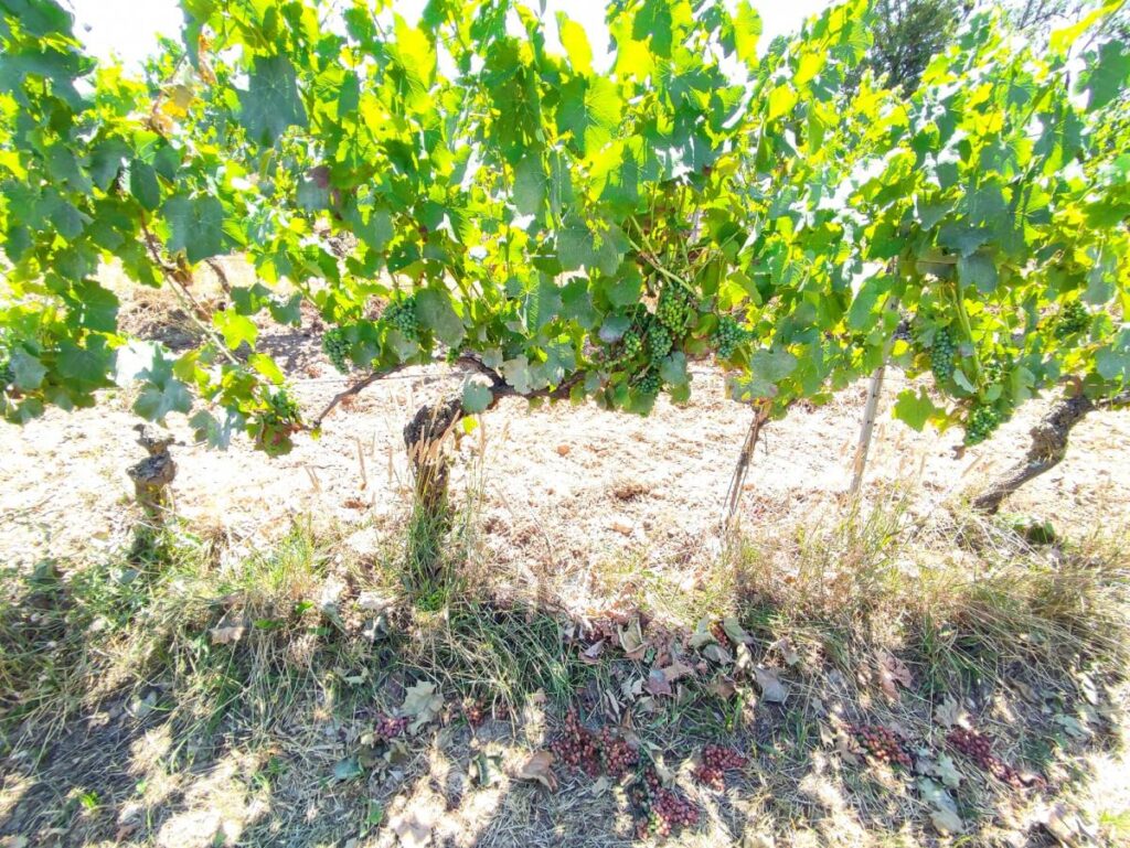 Vignes vendangées en vert