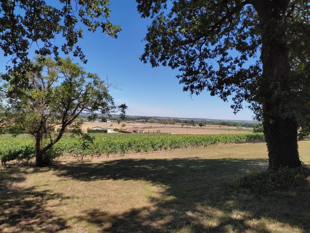 Vignes de Pascal et Frédérique Pélissou